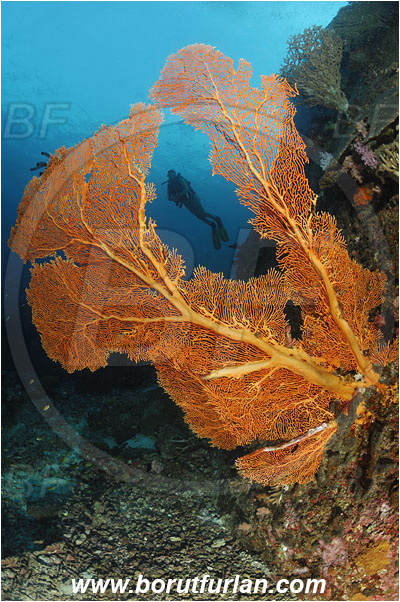 Similan islands, Thailand, Indian Ocean, Annella mollis, Annella, Subergorgiidae, Gorgonian Sea Fan, Giant Sea Fan, Gorgonia, Sea fan, Coral, Cnidaria, Cnidarian, Reef, Diver