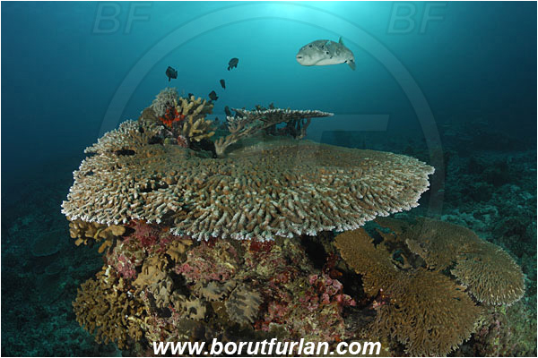 Similan islands, Thailand, Indian Ocean, Arothron caeruleopunctatus, Arothron, Tetraodontidae, Blue-Spotted Puffer, Puffer, Fish, Acropora hyacinthus, Acropora, Acroporidae, Table Coral, Coral, Anthozoa, Cnidaria, Cnidarian, Reef