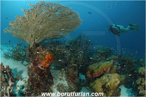 Similan islands, Thailand, Indian Ocean, Acropora hyacinthus, Acropora, Acroporidae, Table Coral, Coral, Anthozoa, Cnidaria, Cnidarian, Reef, Diver