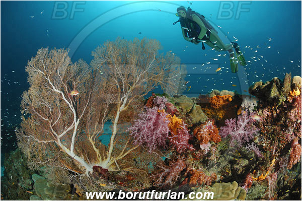 Similan islands, Thailand, Indian Ocean, Melithaea sp., Melithaea, Melithaeidae, Sea fan, Dendronephthya sp., Dendronephthya, Nephtheidae, Soft coral, Coral, Anthozoa, Cnidaria, Cnidarian, Reef, Diver