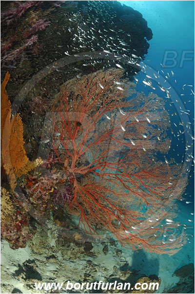 Similan islands, Thailand, Indian Ocean, Melithaea sp., Melithaea, Melithaeidae, Sea fan, Coral, Anthozoa, Cnidaria, Cnidarian, Reef, Fish school