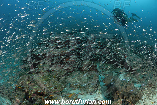 Similan islands, Thailand, Indian Ocean, Parapriacanthus ransonneti, Parapriacanthus, Pempheridae, Glassfish, Glassy sweeper, Sweeper, Fish, Fish school, Reef, Diver