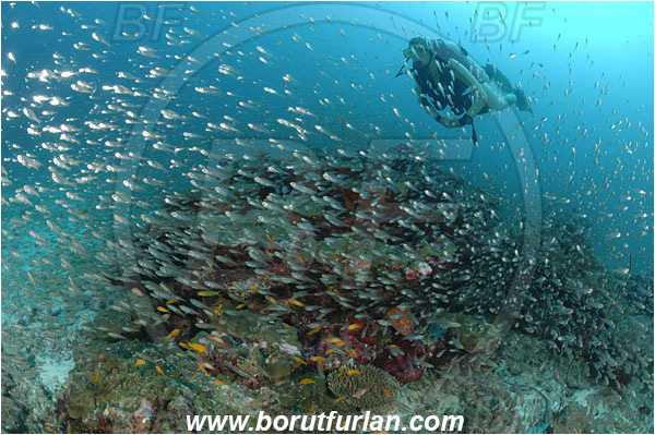 Similan islands, Thailand, Indian Ocean, Parapriacanthus ransonneti, Parapriacanthus, Pempheridae, Glassfish, Glassy sweeper, Sweeper, Fish, Fish school, Reef, Diver