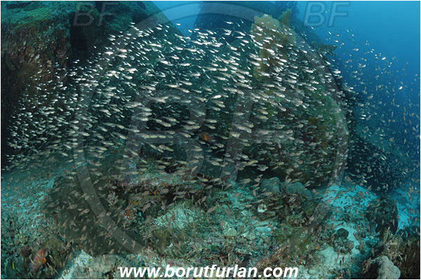 Similan islands, Thailand, Indian Ocean, Parapriacanthus ransonneti, Parapriacanthus, Pempheridae, Glassfish, Glassy sweeper, Sweeper, Fish, Fish school, Reef
