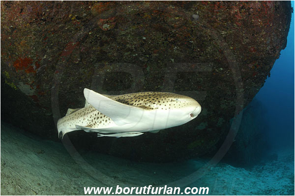 Similan islands, Thailand, Indian Ocean, Stegostoma fasciatum, Stegostoma, Stegostomatidae, Elasmobranchii, Zebra shark, Shark, Fish, Reef