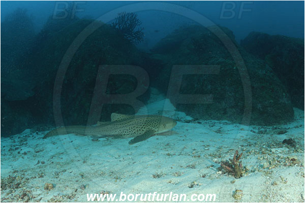 Similan islands, Thailand, Indian Ocean, Stegostoma fasciatum, Stegostoma, Stegostomatidae, Elasmobranchii, Zebra shark, Shark, Fish, Reef