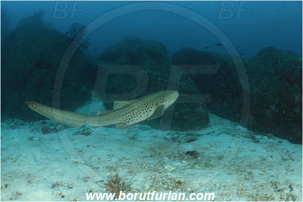 Similan islands, Thailand, Indian Ocean, Stegostoma fasciatum, Stegostoma, Stegostomatidae, Elasmobranchii, Zebra shark, Shark, Fish, Reef