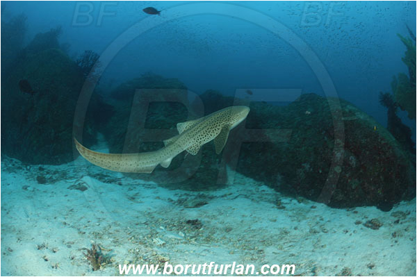 Similan islands, Thailand, Indian Ocean, Stegostoma fasciatum, Stegostoma, Stegostomatidae, Elasmobranchii, Zebra shark, Shark, Fish, Reef