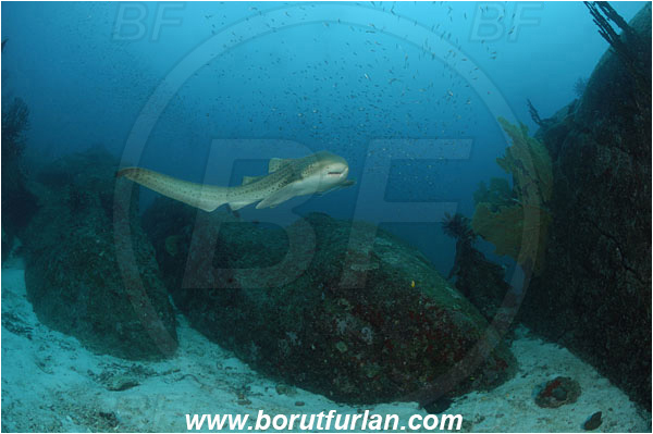 Similan islands, Thailand, Indian Ocean, Stegostoma fasciatum, Stegostoma, Stegostomatidae, Elasmobranchii, Zebra shark, Shark, Fish, Reef