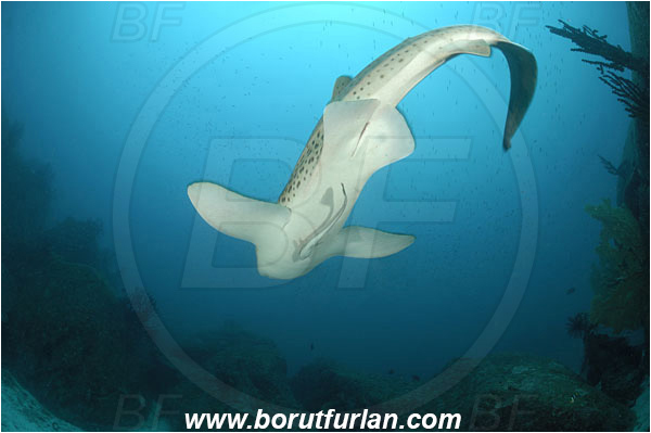 Similan islands, Thailand, Indian Ocean, Stegostoma fasciatum, Stegostoma, Stegostomatidae, Elasmobranchii, Zebra shark, Shark, Fish, Reef