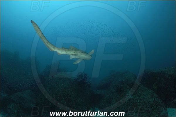 Similan islands, Thailand, Indian Ocean, Stegostoma fasciatum, Stegostoma, Stegostomatidae, Elasmobranchii, Zebra shark, Shark, Fish, Reef