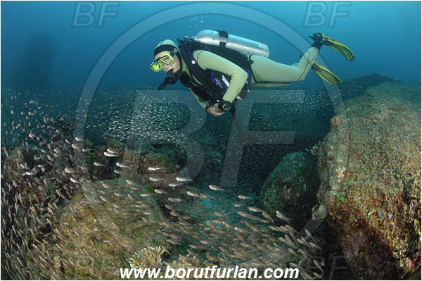 Similan islands, Thailand, Indian Ocean, Parapriacanthus ransonneti, Parapriacanthus, Pempheridae, Glassfish, Glassy sweeper, Sweeper, Fish, Fish school, Reef, Diver