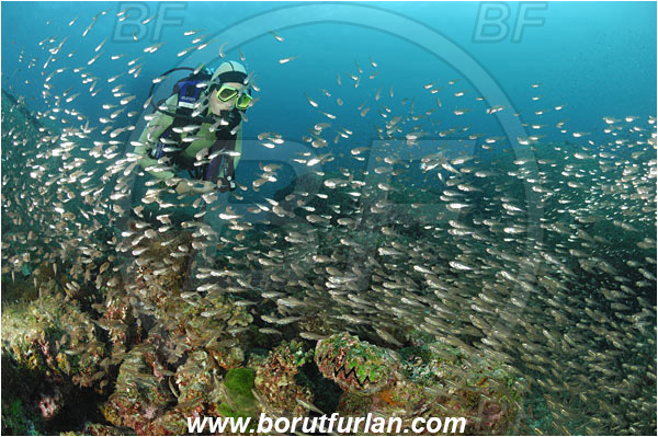 Similan islands, Thailand, Indian Ocean, Parapriacanthus ransonneti, Parapriacanthus, Pempheridae, Glassfish, Glassy sweeper, Sweeper, Fish, Fish school, Reef, Diver