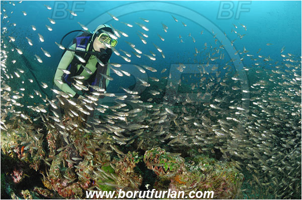 Similan islands, Thailand, Indian Ocean, Parapriacanthus ransonneti, Parapriacanthus, Pempheridae, Glassfish, Glassy sweeper, Sweeper, Fish, Fish school, Reef, Diver