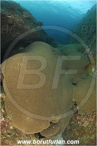 Similan islands, Thailand, Indian Ocean, Diploastrea heliopora, Diploastrea, Diploastreidae, Honeycomb coral, Coral, Anthozoa, Cnidaria, Cnidarian, Reef, Diver