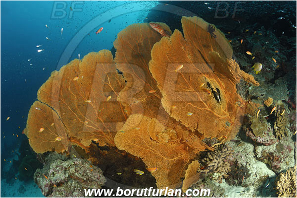 Similan islands, Thailand, Indian Ocean, Annella mollis, Annella, Subergorgiidae, Gorgonian Sea Fan, Giant Sea Fan, Gorgonia, Sea fan, Coral, Cnidaria, Cnidarian, Reef