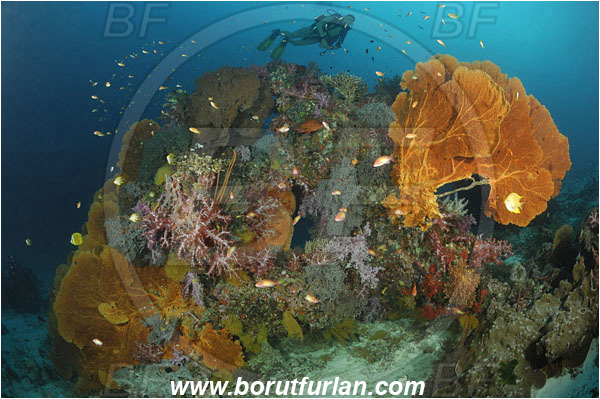 Similan islands, Thailand, Indian Ocean, Annella mollis, Annella, Subergorgiidae, Gorgonian Sea Fan, Giant Sea Fan, Gorgonia, Sea fan, Dendronephthya sp., Dendronephthya, Nephtheidae, Soft coral, Coral, Cnidaria, Cnidarian, Reef, Diver