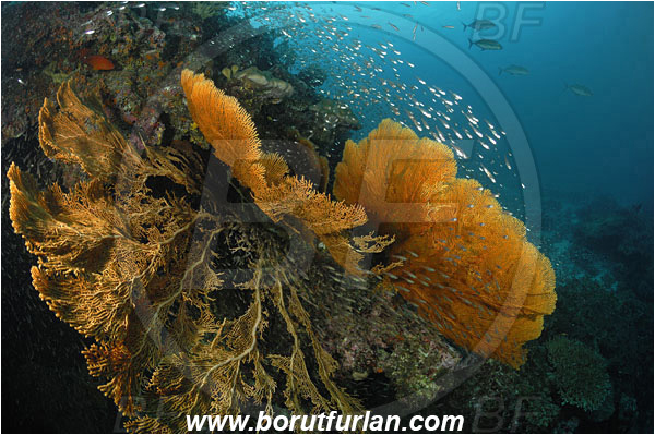 Similan islands, Thailand, Indian Ocean, Annella mollis, Annella, Subergorgiidae, Gorgonian Sea Fan, Giant Sea Fan, Gorgonia, Sea fan, Coral, Cnidaria, Cnidarian, Parapriacanthus ransonneti, Parapriacanthus, Pempheridae, Glassfish, Glassy sweeper, Sweeper, Fish, Fish school, Reef