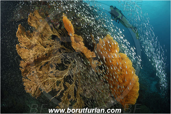 Similan islands, Thailand, Indian Ocean, Annella mollis, Annella, Subergorgiidae, Gorgonian Sea Fan, Giant Sea Fan, Gorgonia, Sea fan, Coral, Cnidaria, Cnidarian, Parapriacanthus ransonneti, Parapriacanthus, Pempheridae, Glassfish, Glassy sweeper, Sweeper, Fish, Fish school, Reef, Diver