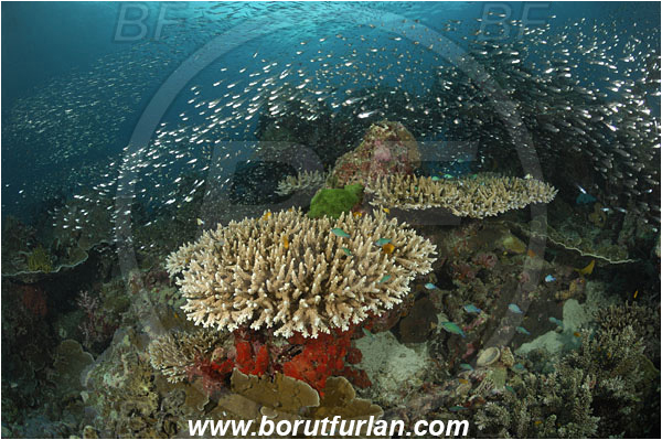 Similan islands, Thailand, Indian Ocean, Acropora robusta, Acropora, Acroporidae, Table Coral, Coral, Anthozoa, Cnidaria, Cnidarian, Parapriacanthus ransonneti, Parapriacanthus, Pempheridae, Glassfish, Glassy sweeper, Sweeper, Fish, Fish school, Reef