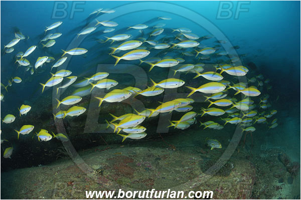 Similan islands, Thailand, Indian Ocean, Caesio xanthonotus, Caesio, Caesionidae, Yellowback Fusilier, Fusilier, Fish, Fish school, Reef
