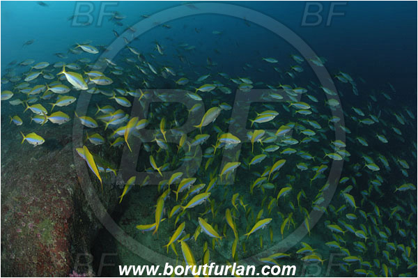 Similan islands, Thailand, Indian Ocean, Caesio xanthonotus, Caesio, Caesionidae, Yellowback Fusilier, Fusilier, Fish, Fish school, Reef