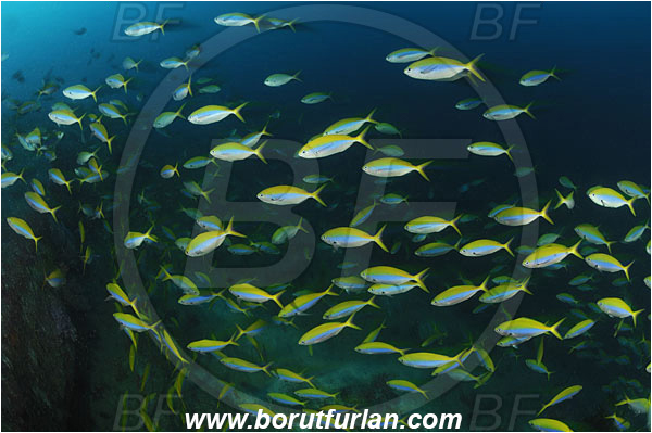 Similan islands, Thailand, Indian Ocean, Caesio xanthonotus, Caesio, Caesionidae, Yellowback Fusilier, Fusilier, Fish, Fish school, Reef