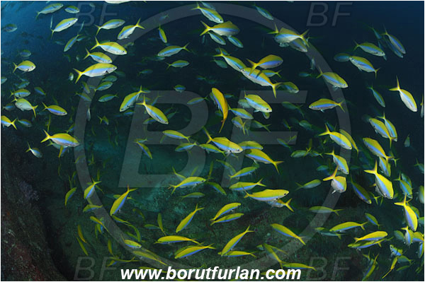 Similan islands, Thailand, Indian Ocean, Caesio xanthonotus, Caesio, Caesionidae, Yellowback Fusilier, Fusilier, Fish, Fish school, Reef