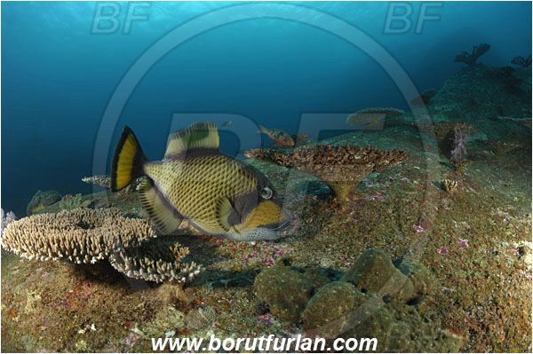 Similan islands, Thailand, Indian Ocean, Balistoides viridescens, Balistoides, Balistidae, Titan triggerfish, Triggerfish, Fish, Reef