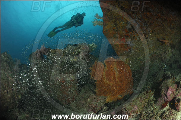 Similan islands, Thailand, Indian Ocean, Parapriacanthus ransonneti, Parapriacanthus, Pempheridae, Glassfish, Glassy sweeper, Sweeper, Fish, Fish school, Annella mollis, Annella, Subergorgiidae, Gorgonian Sea Fan, Giant Sea Fan, Gorgonia, Sea fan, Coral, Cnidaria, Cnidarian, Reef, Diver