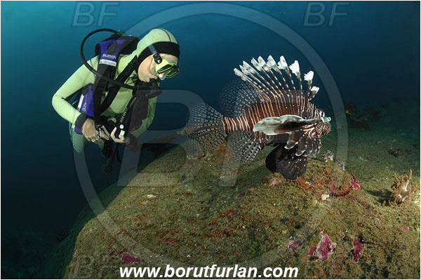 Similan islands, Thailand, Indian Ocean, Pterois miles, Pterois, Scorpaenidae, Devil Firefish, Lionfish, Fish, Reef, Diver