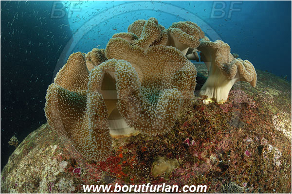 Similan islands, Thailand, Indian Ocean, Sarcophyton sp., Sarcophyton, Alcyoniidae, Anthozoa, Cnidaria, Cnidarian, Mushroom Leather Coral, Leather Coral, Coral, Reef