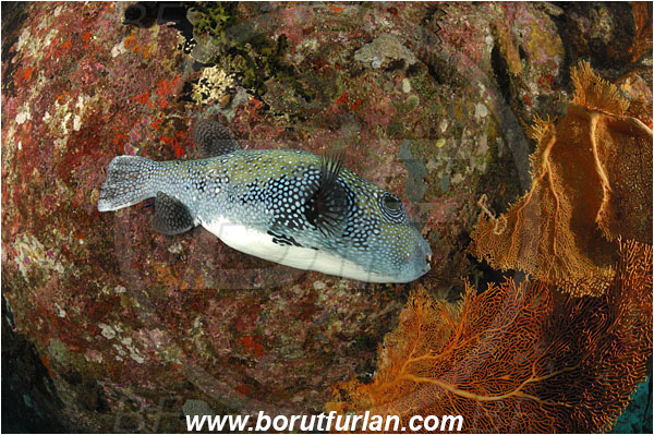 Similan islands, Thailand, Indian Ocean, Arothron caeruleopunctatus, Arothron, Tetraodontidae, Blue-Spotted Puffer, Puffer, Fish, Reef