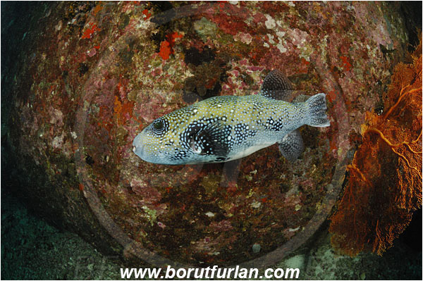 Similan islands, Thailand, Indian Ocean, Arothron caeruleopunctatus, Arothron, Tetraodontidae, Blue-Spotted Puffer, Puffer, Fish, Reef