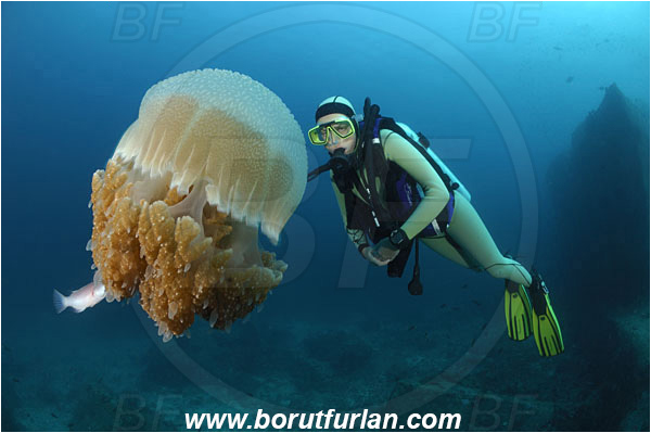 Similan islands, Thailand, Indian Ocean, Thysanostoma thysanura, Thysanostoma, Leptobrachidae, Scyphozoa, Cnidaria, Cnidarian, Purple Jellyfish, Jellyfish, Reef, Diver