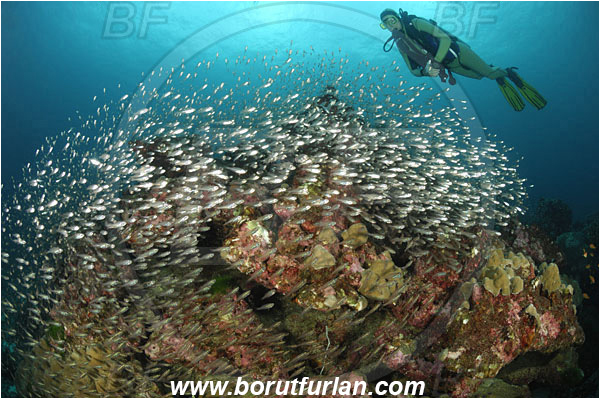 Similan islands, Thailand, Indian Ocean, Parapriacanthus ransonneti, Parapriacanthus, Pempheridae, Glassfish, Glassy sweeper, Sweeper, Fish, Fish school, Reef, Diver