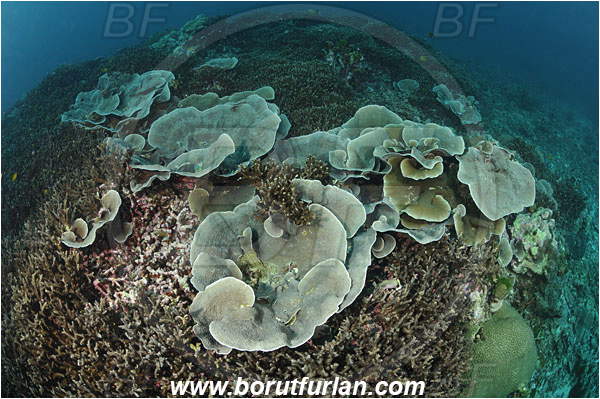 Similan islands, Thailand, Indian Ocean, Echinopora pacifica, Echinopora, Merulinidae, Anthozoa, Cnidaria, Cnidarian, Hedgehog Coral, Coral, Reef