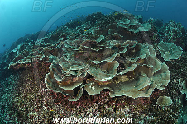 Similan islands, Thailand, Indian Ocean, Echinopora pacifica, Echinopora, Merulinidae, Anthozoa, Cnidaria, Cnidarian, Hedgehog Coral, Coral, Reef