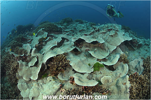 Similan islands, Thailand, Indian Ocean, Echinopora pacifica, Echinopora, Merulinidae, Anthozoa, Cnidaria, Cnidarian, Hedgehog Coral, Coral, Reef, Diver