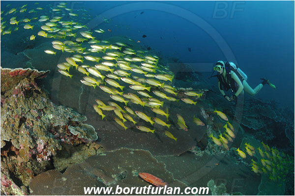 Koh Bon, Thailand, Indian ocean, Diploastrea heliopora, Diploastrea, Diploastreidae, Honeycomb coral, Coral, Anthozoa, Cnidaria, Cnidarian, Lutjanus lutjanus, Lutjanus, Lutjanidae, Bigeye Snapper, Snapper, Fish, Fish school, Reef, Diver