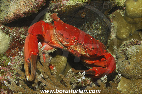 Koh Bon, Thailand, Indian ocean, Etisus dentatus, Etisus, Xanthidae, Decapoda, Eight-spine Red Crab, Crab, Crustacea, Crustacean