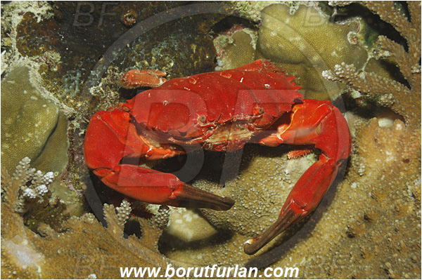 Koh Bon, Thailand, Indian ocean, Etisus dentatus, Etisus, Xanthidae, Decapoda, Eight-spine Red Crab, Crab, Crustacea, Crustacean