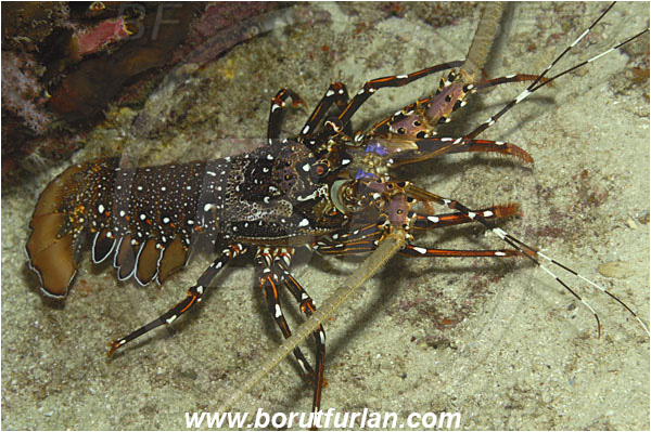 Koh Bon, Thailand, Indian ocean, Panulirus longipes, Panulirus, Palinuridae, Lobster, Decapoda, Crustacea, Crustacean, Longlegged spiny lobster