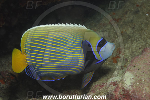 Koh Bon, Thailand, Indian ocean, Pomacanthus imperator, Pomacanthus, Emperor Angelfish, Angelfish, Pomacanthidae, Fish