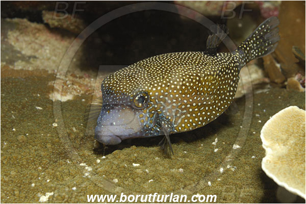 Koh Bon, Thailand, Indian ocean, Ostracion meleagris, Ostracion, Ostraciidae, Spotted Boxfish, Boxfish, Fish