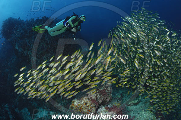 Richelieu rock, Thailand, Indian Ocean, Lutjanus lutjanus, Lutjanus, Lutjanidae, Bigeye Snapper, Snapper, Fish, Fish school, Reef, Diver