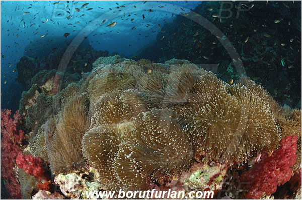 Richelieu rock, Thailand, Indian Ocean, Heteractis magnifica, Magnificent Sea Anemone, Anemone, Anthozoa, Cnidaria, Cnidarian, Reef