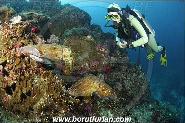 Richelieu rock, Thailand, Indian Ocean, Sepia latimanus, Sepia, Sepiidae, Cephalopoda, Mollusca, Mollusc, Broadclub Cuttlefish, Cuttlefish, Reef, Diver