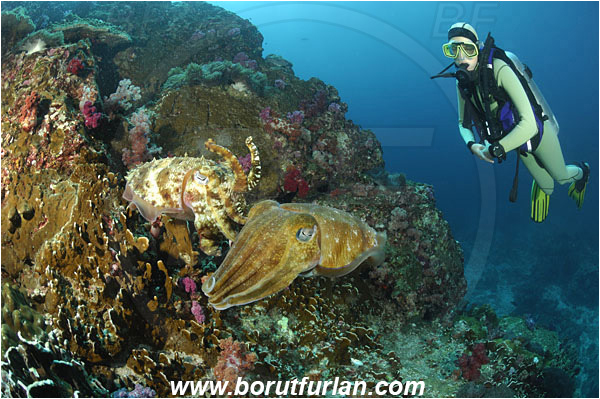 Richelieu rock, Thailand, Indian Ocean, Sepia latimanus, Sepia, Sepiidae, Cephalopoda, Mollusca, Mollusc, Broadclub Cuttlefish, Cuttlefish, Reef, Diver