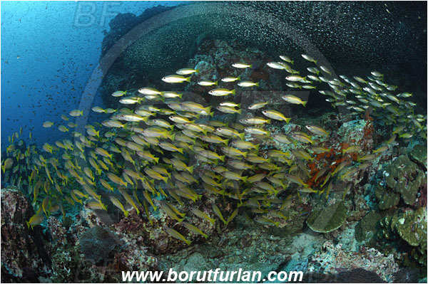 Richelieu rock, Thailand, Indian Ocean, Lutjanus lutjanus, Lutjanus, Lutjanidae, Bigeye Snapper, Snapper, Fish, Fish school, Reef